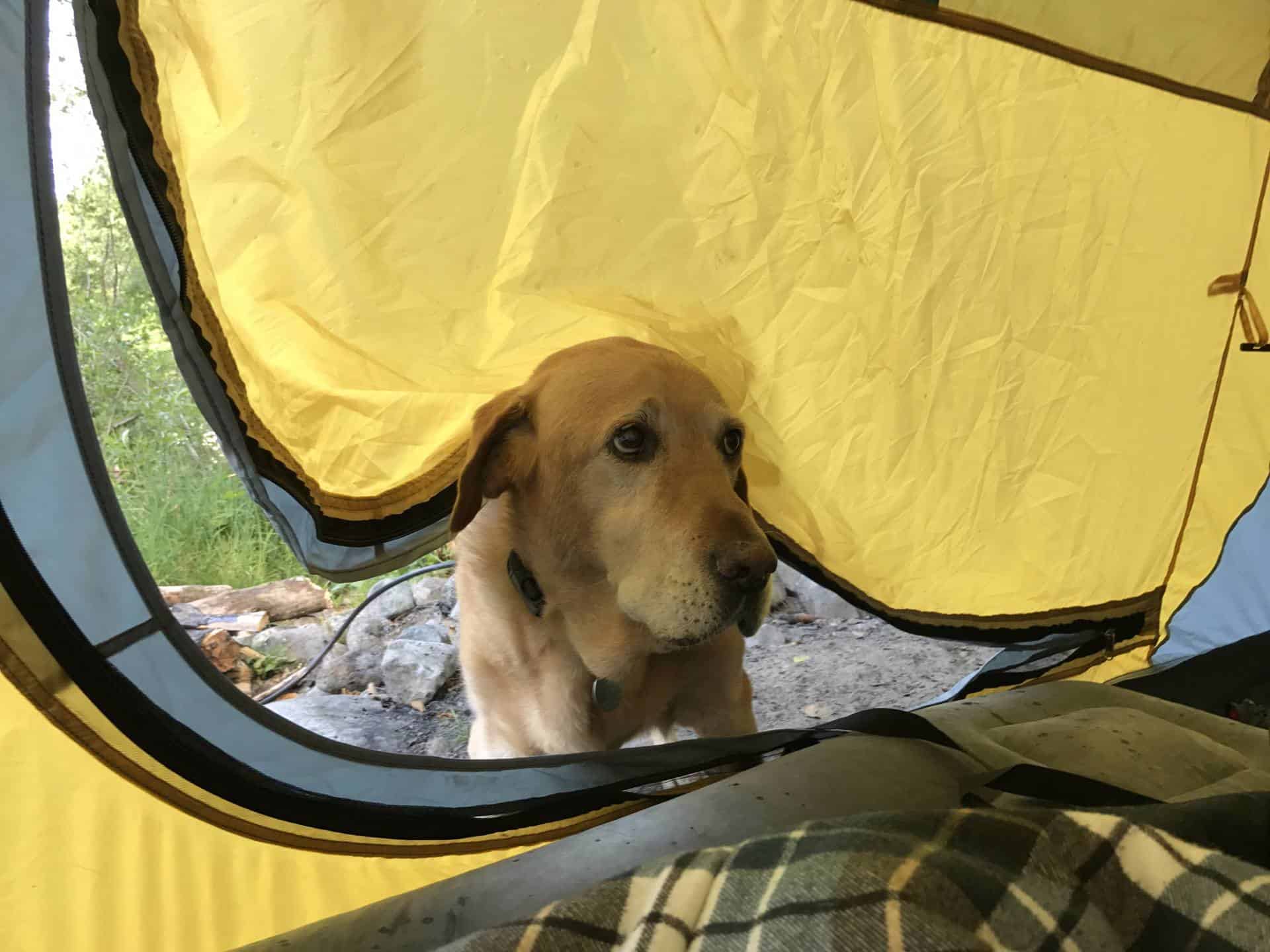 Sad dog not allowed in tent