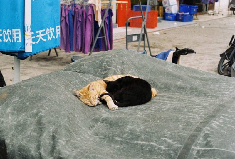 Film photo of two cats cuddling
